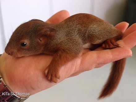 Eichhörnchen-Findelkind Stöpsel